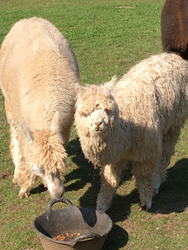 alpacas-up-close-2.jpeg