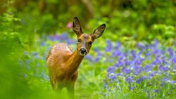 A young deer stands among lush green foliage and vibrant purple wildflowers in a forest, gazing curiously with perked ears.