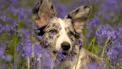 A beautiful merle-coated dog with perked ears sits among vibrant purple bluebells, gazing curiously with warm brown eyes in a lush meadow.