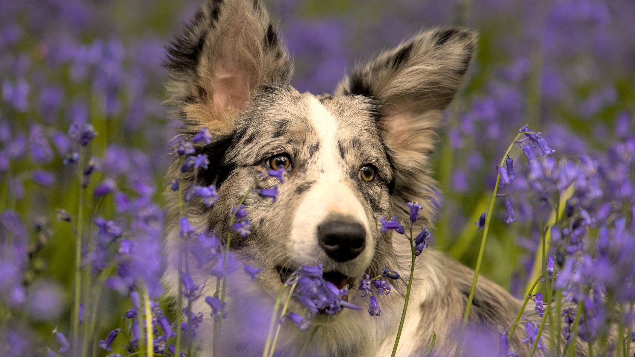 A beautiful merle-coated dog with perked ears sits among vibrant purple bluebells, gazing curiously with warm brown eyes in a lush meadow.