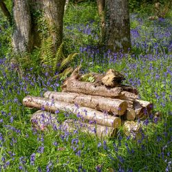 A small stack of logs rests among vibrant purple bluebells in a lush woodland clearing, with tree trunks and ferns in the background.