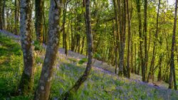 A woodland scene with sunlight filtering through tall trees, casting a glow over a forest floor blanketed in vibrant purple-blue bluebells.