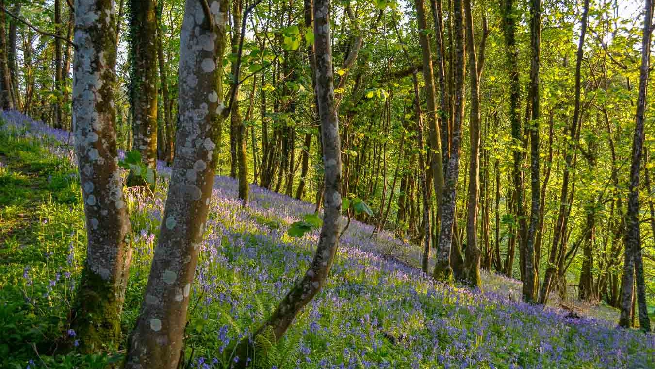A woodland scene with sunlight filtering through tall trees, casting a glow over a forest floor blanketed in vibrant purple-blue bluebells.