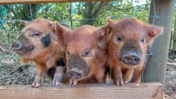 Three adorable piglets with reddish-brown fur lean over a wooden fence, their snouts covered in dirt, curiously looking out from their pen on a sunny day.