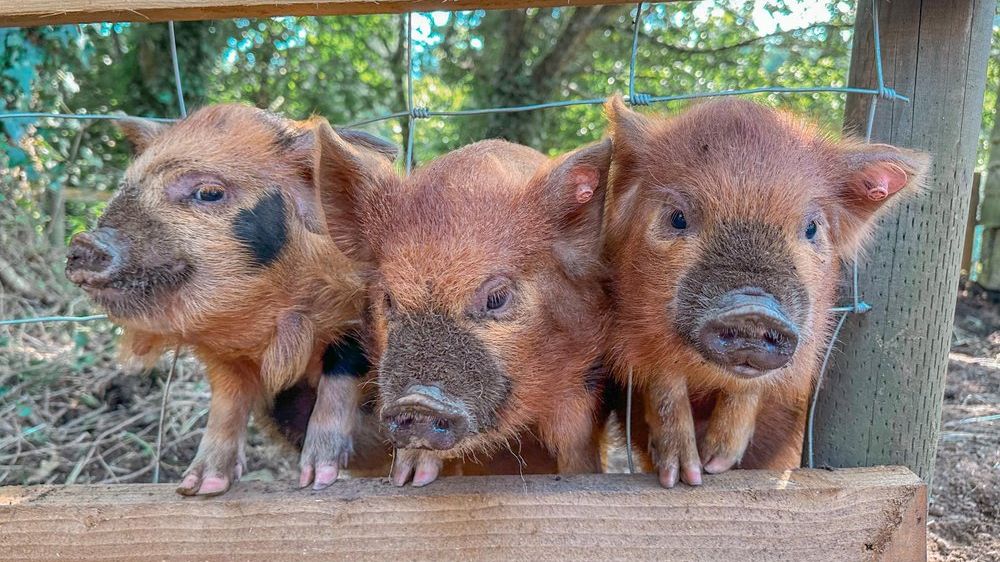 Three adorable piglets with reddish-brown fur lean over a wooden fence, their snouts covered in dirt, curiously looking out from their pen on a sunny day.