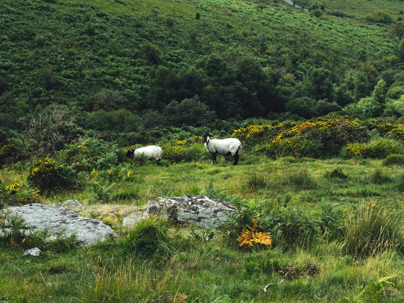 Sheep on moorland