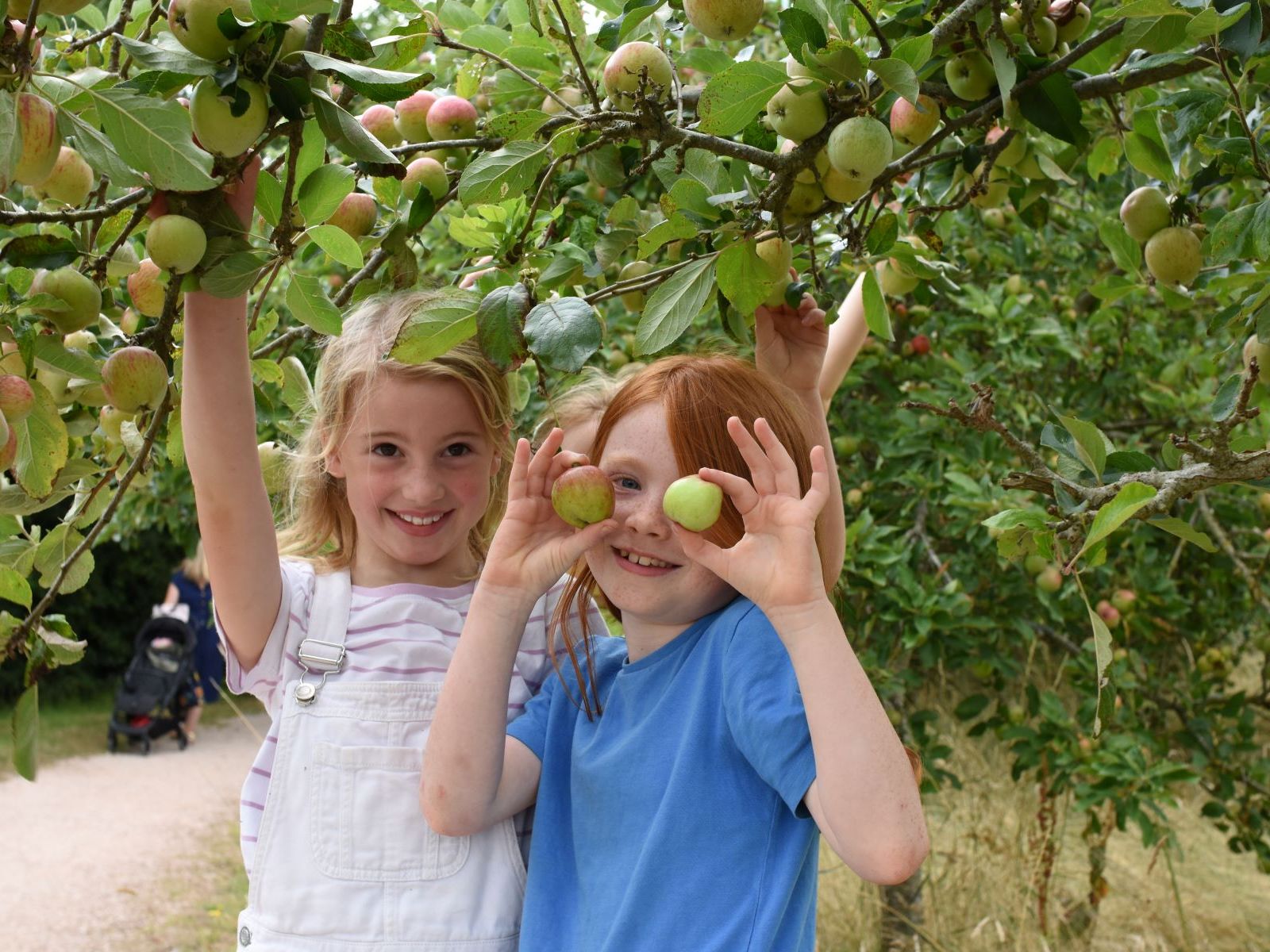 occombe farm apple harvest 2025