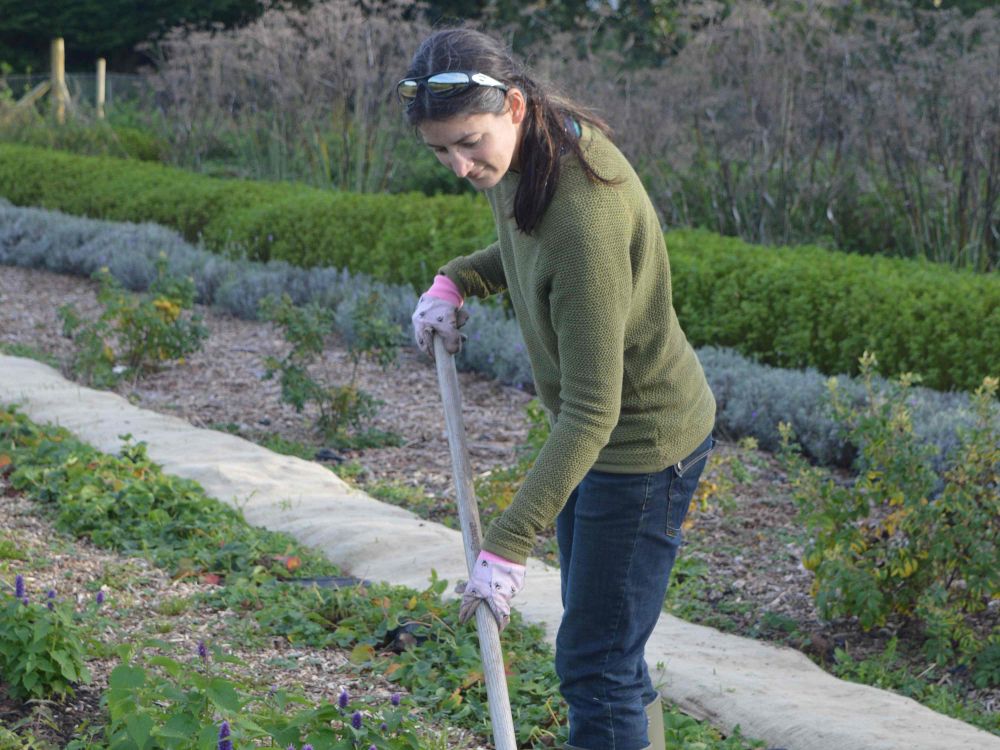 Gathered and grown Ceri weeding