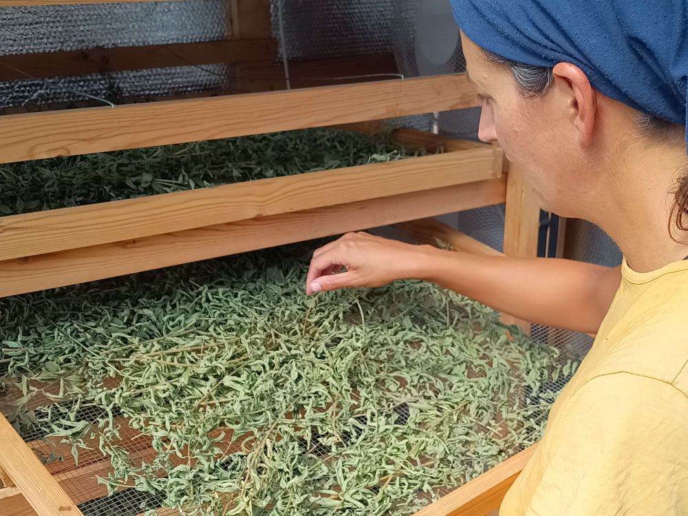 Gathered and grown Drying herbs