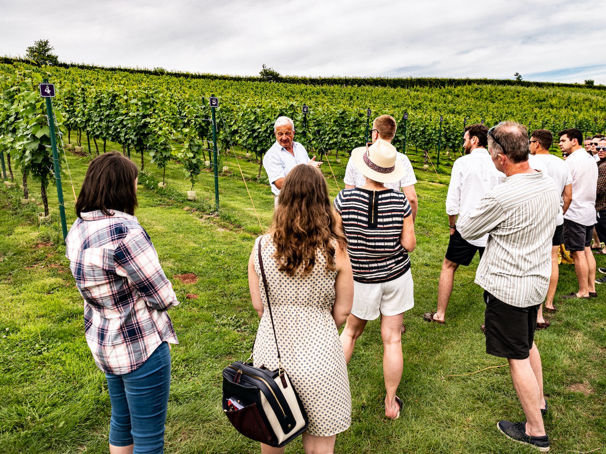 Wellhayes Vineyard tour