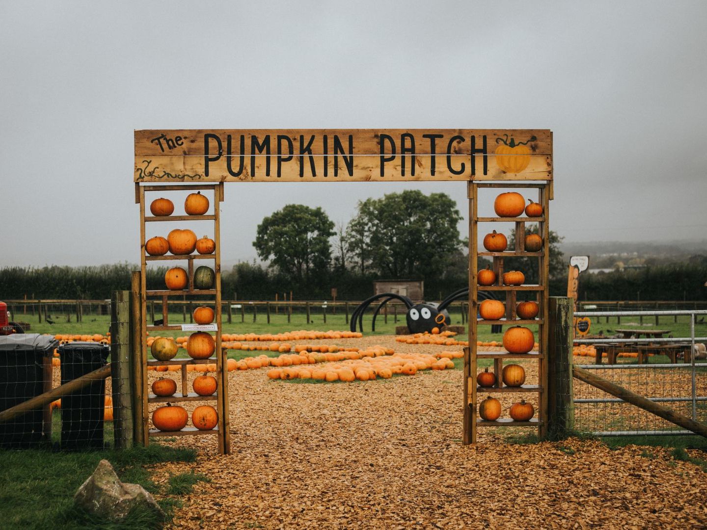 greendale farm shop pumpkin patch