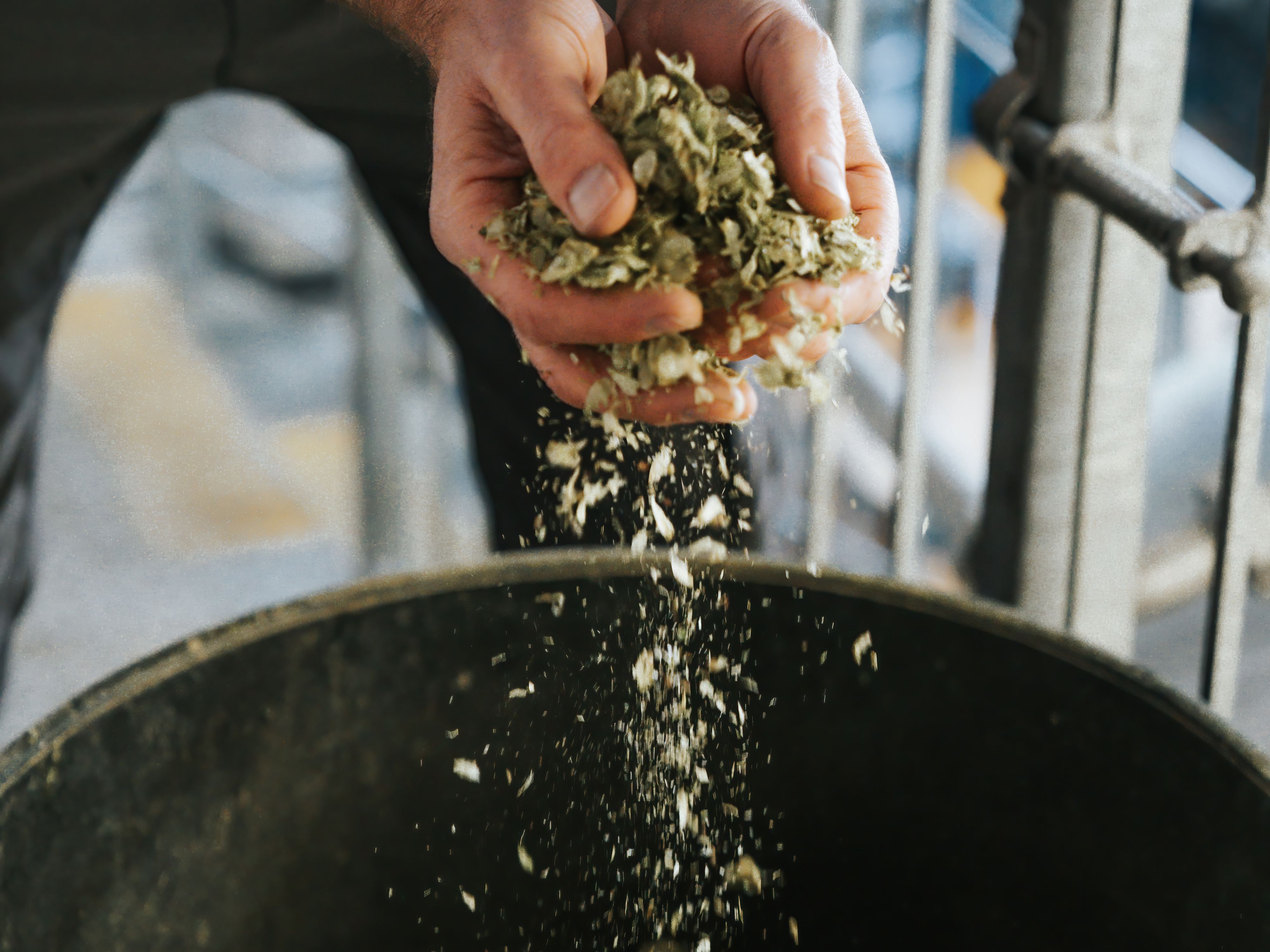 Bays Brewery hops
