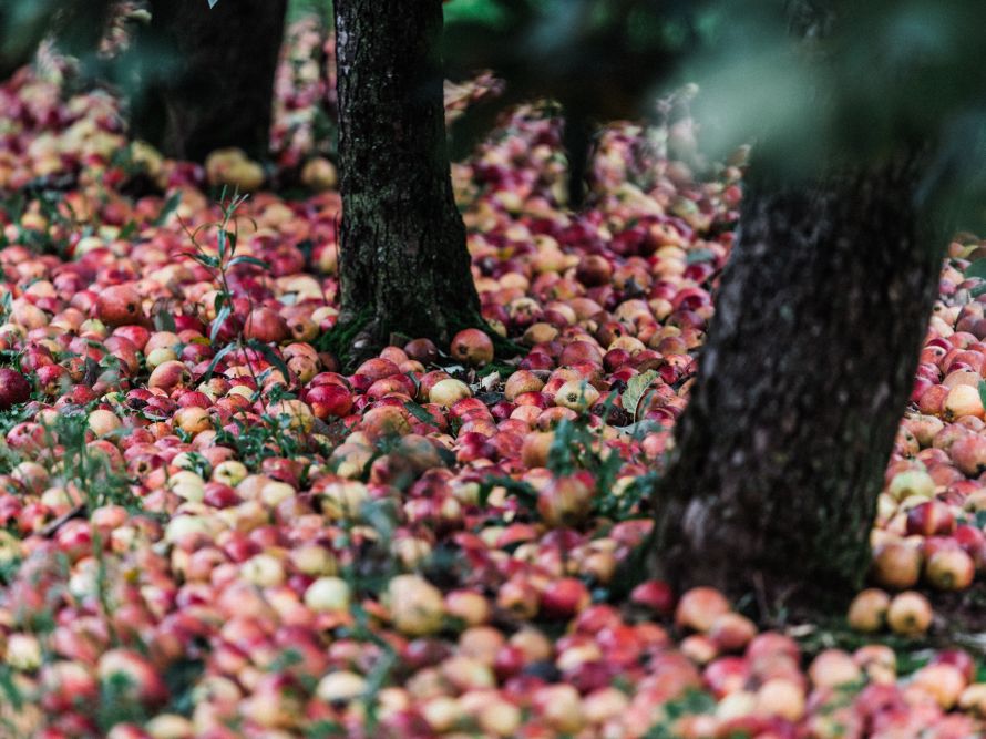 Sandford Orchards apples