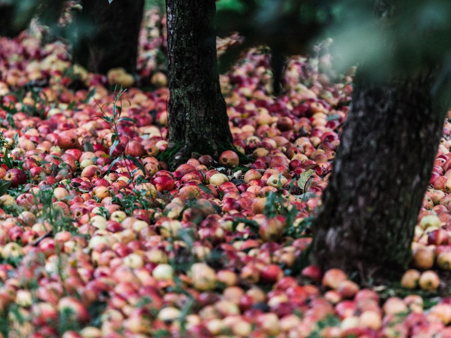 Sandford Orchards apples