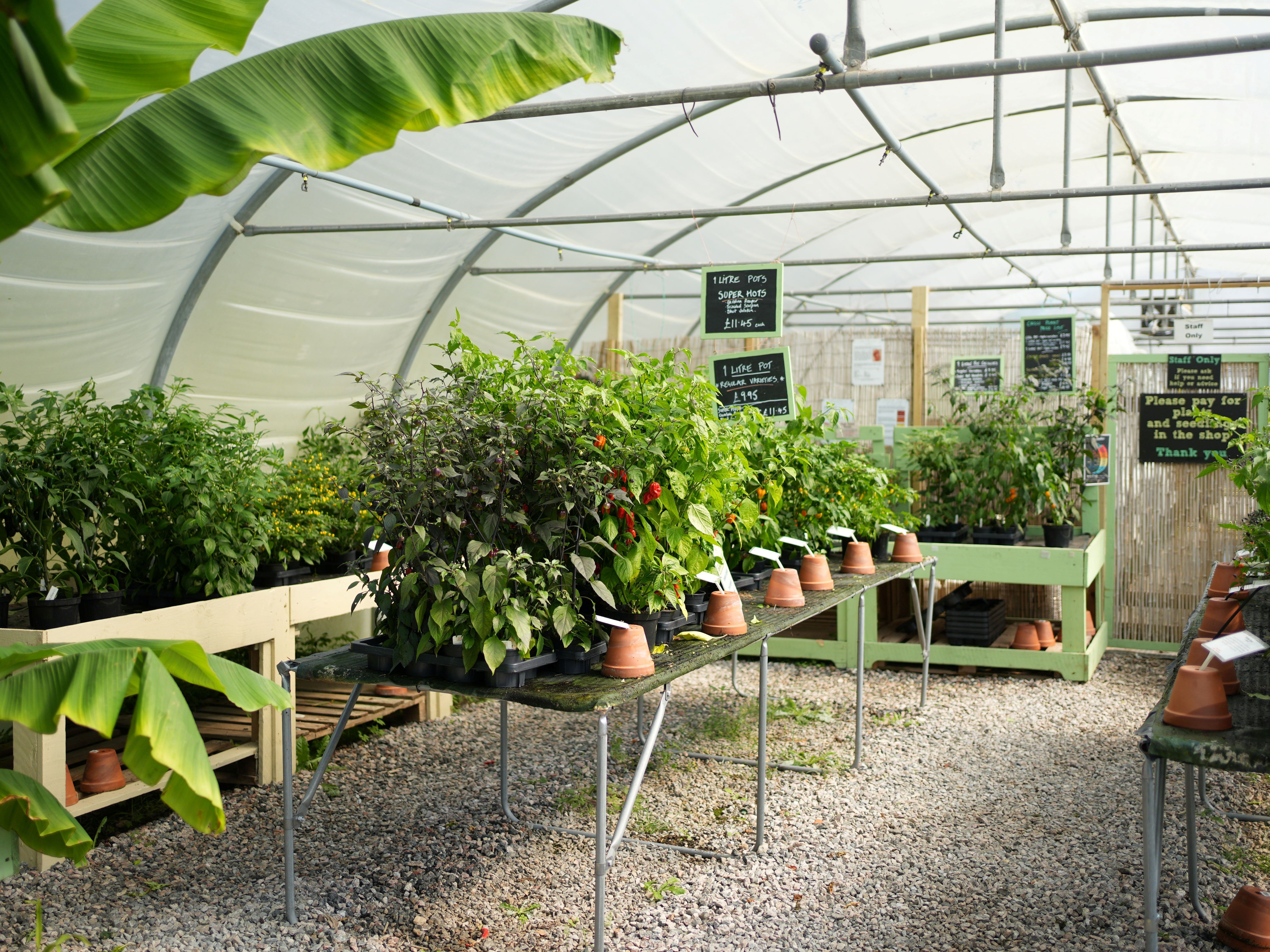 South Devon Chilli Farm Nursery shop pot plants