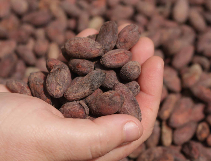 A close-up of a hand holding a handful of dried cocoa beans, with a blurred background filled with more cocoa beans spread out for drying.