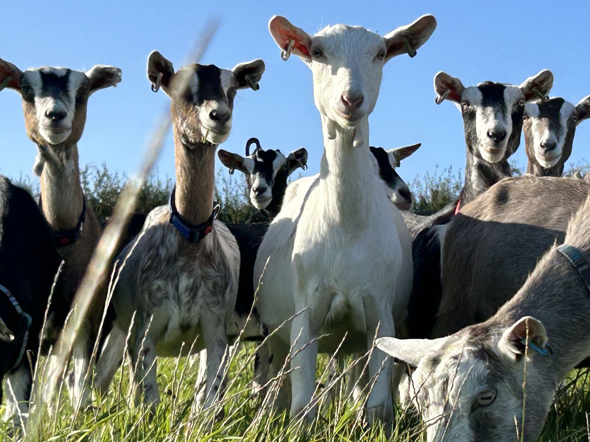 Group of goats standing in a grassy field under a clear blue sky