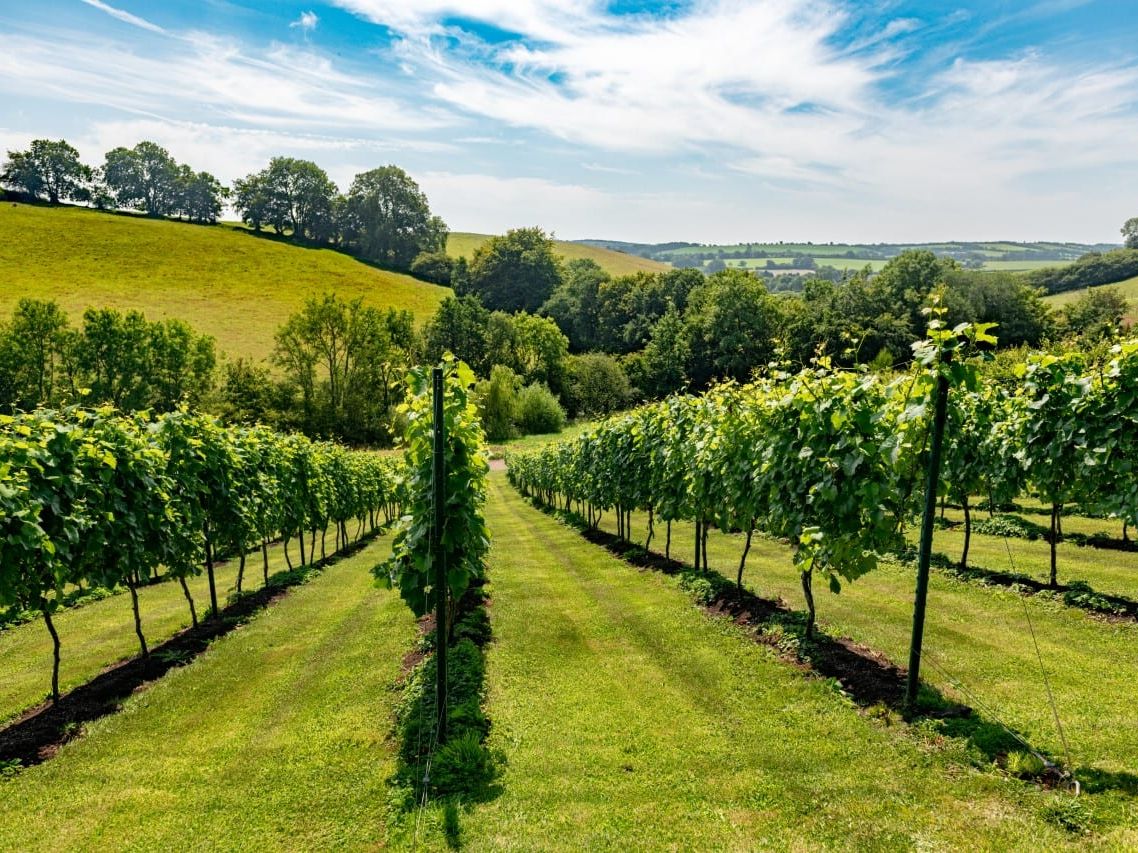 Rows of grapevines on a sunlit hillside vineyard with rolling green countryside in the distance