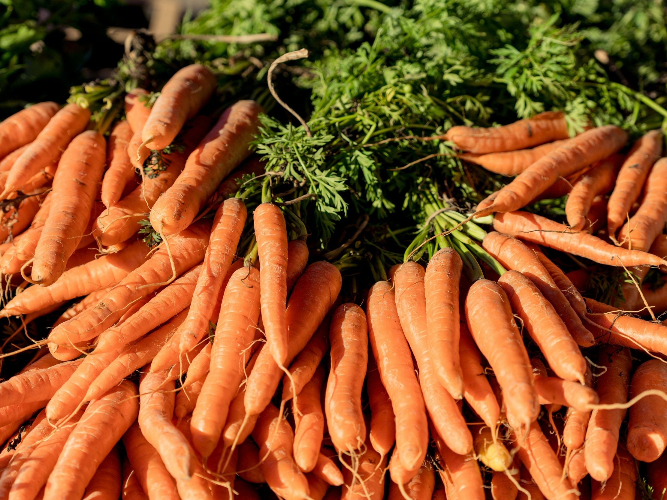 Pile of fresh carrots with green tops