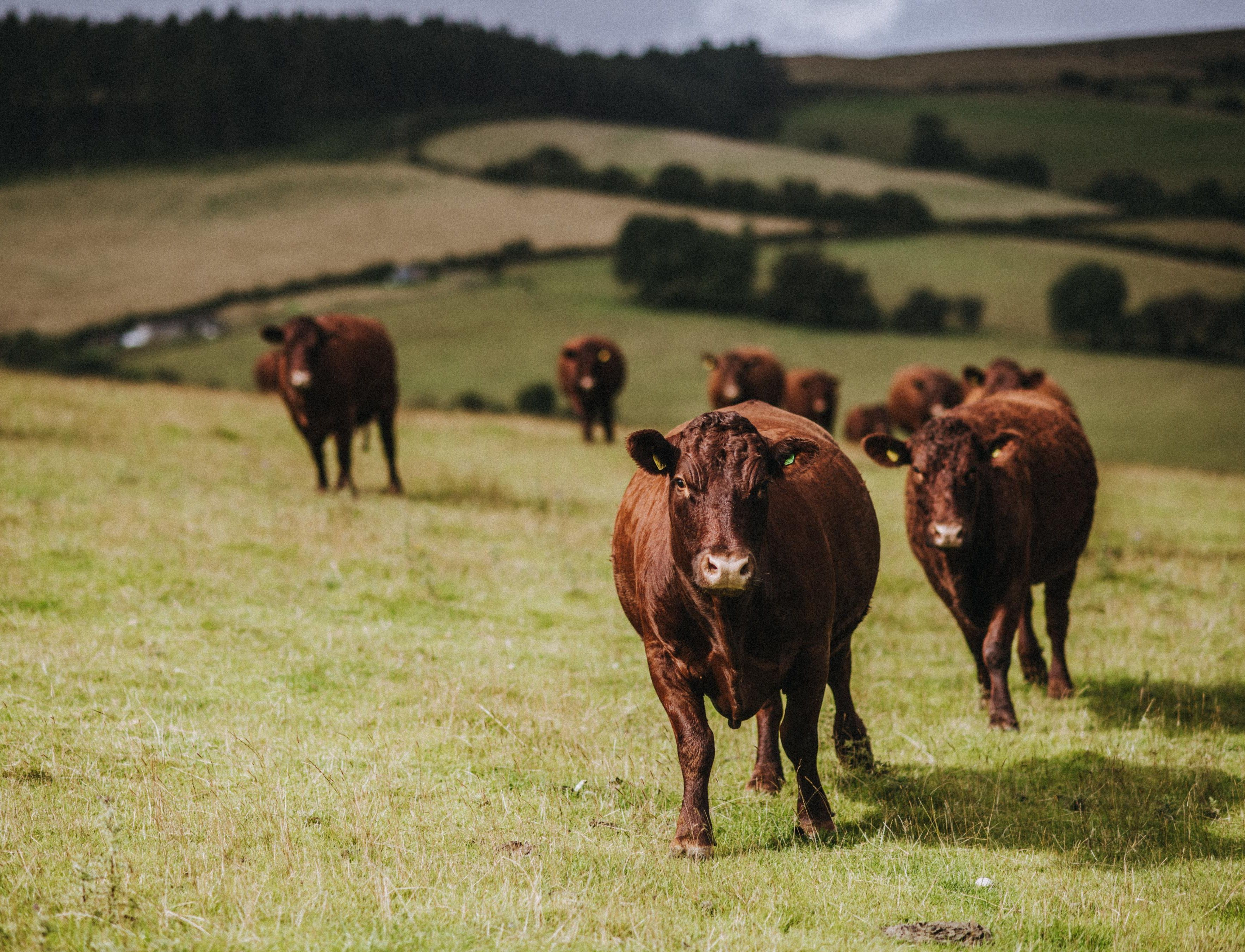 Edenmoor Cows