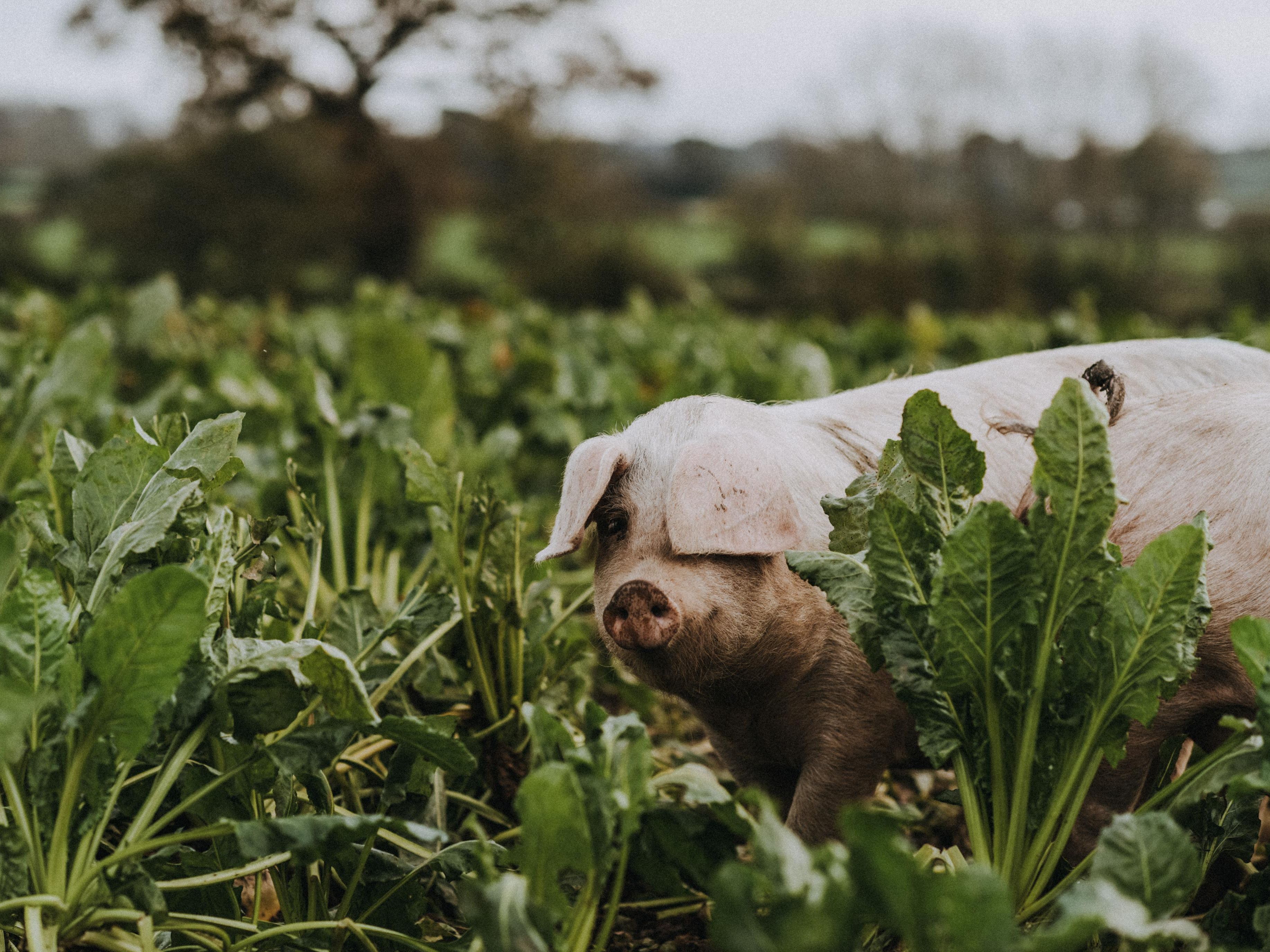 Edenmoor Pig