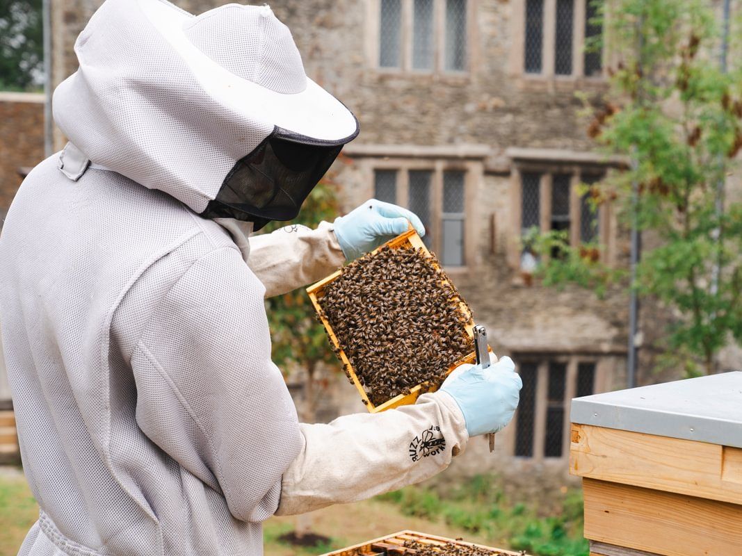 Boringdon Hall - Bee Keeping