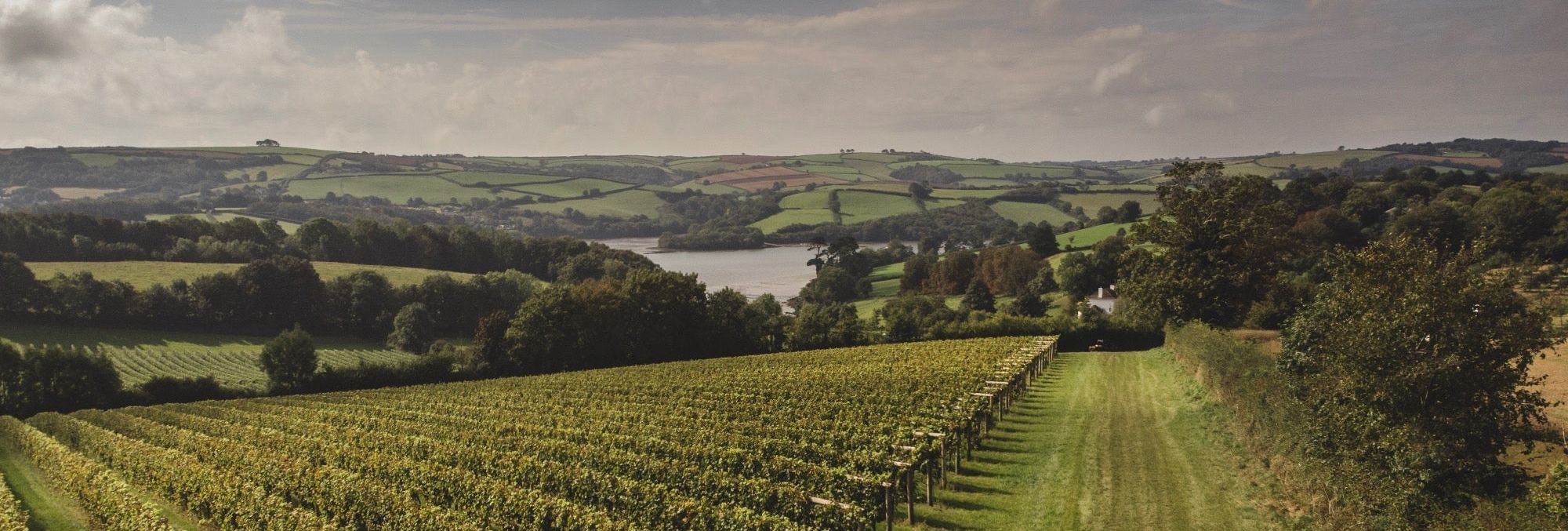 Vineyard rows on a hillside with a small group of people gathered on a grassy track, overlooking patchwork countryside and a river valley.