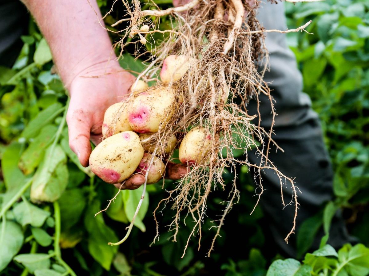 Devon Cove potatoes