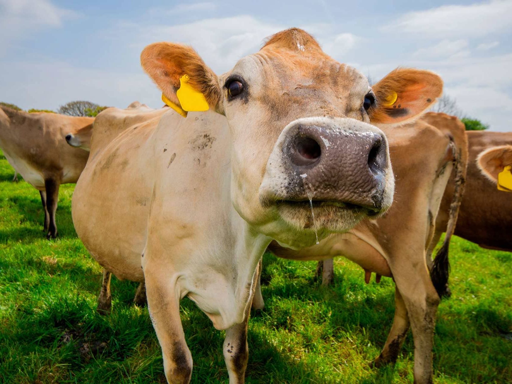 Langage Farm cows