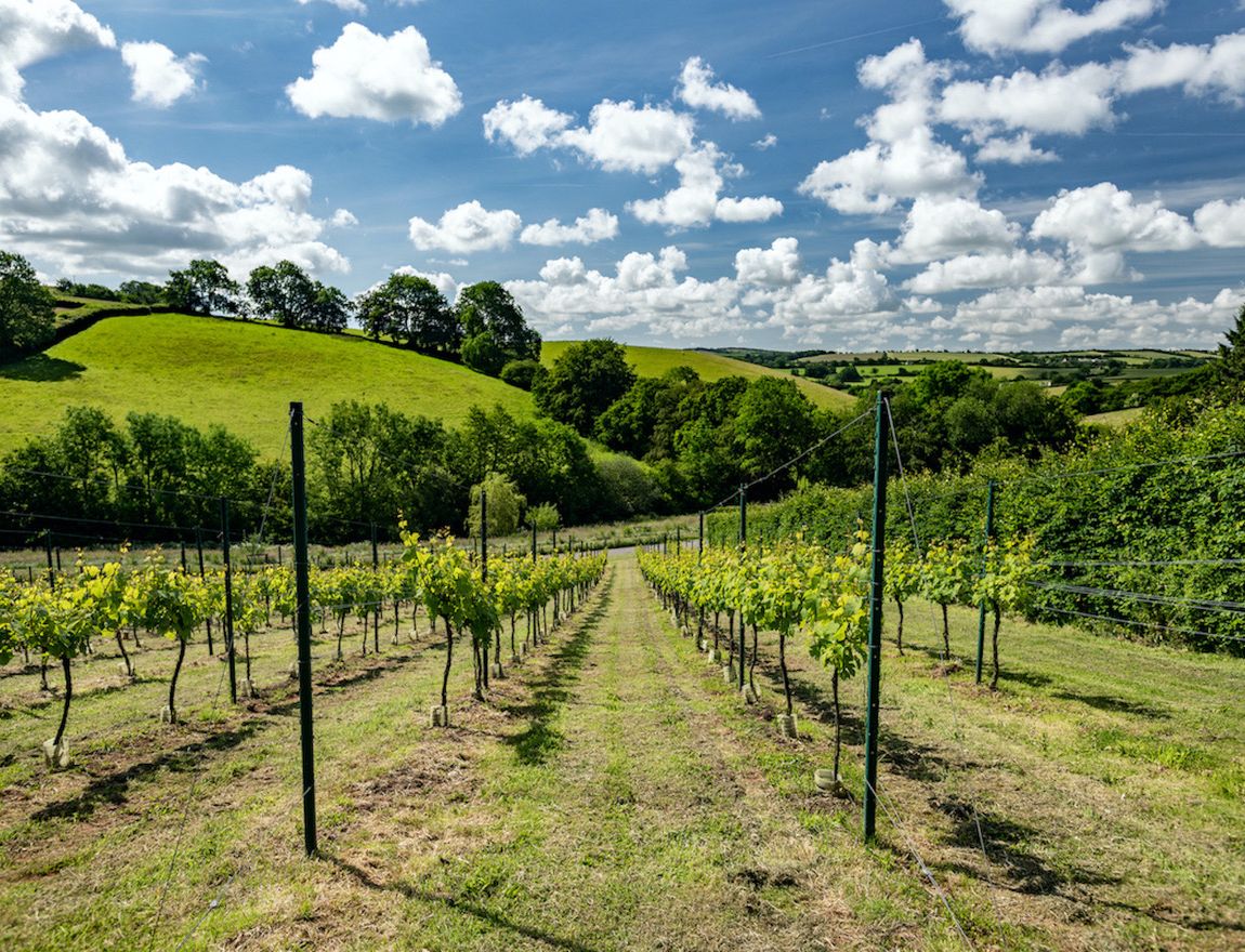 Wellhayes Vineyard in Valley