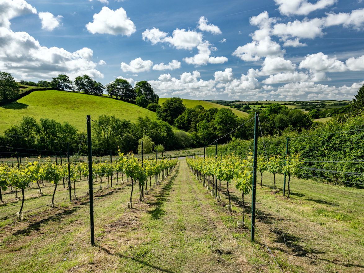 Wellhayes Vineyard in Valley
