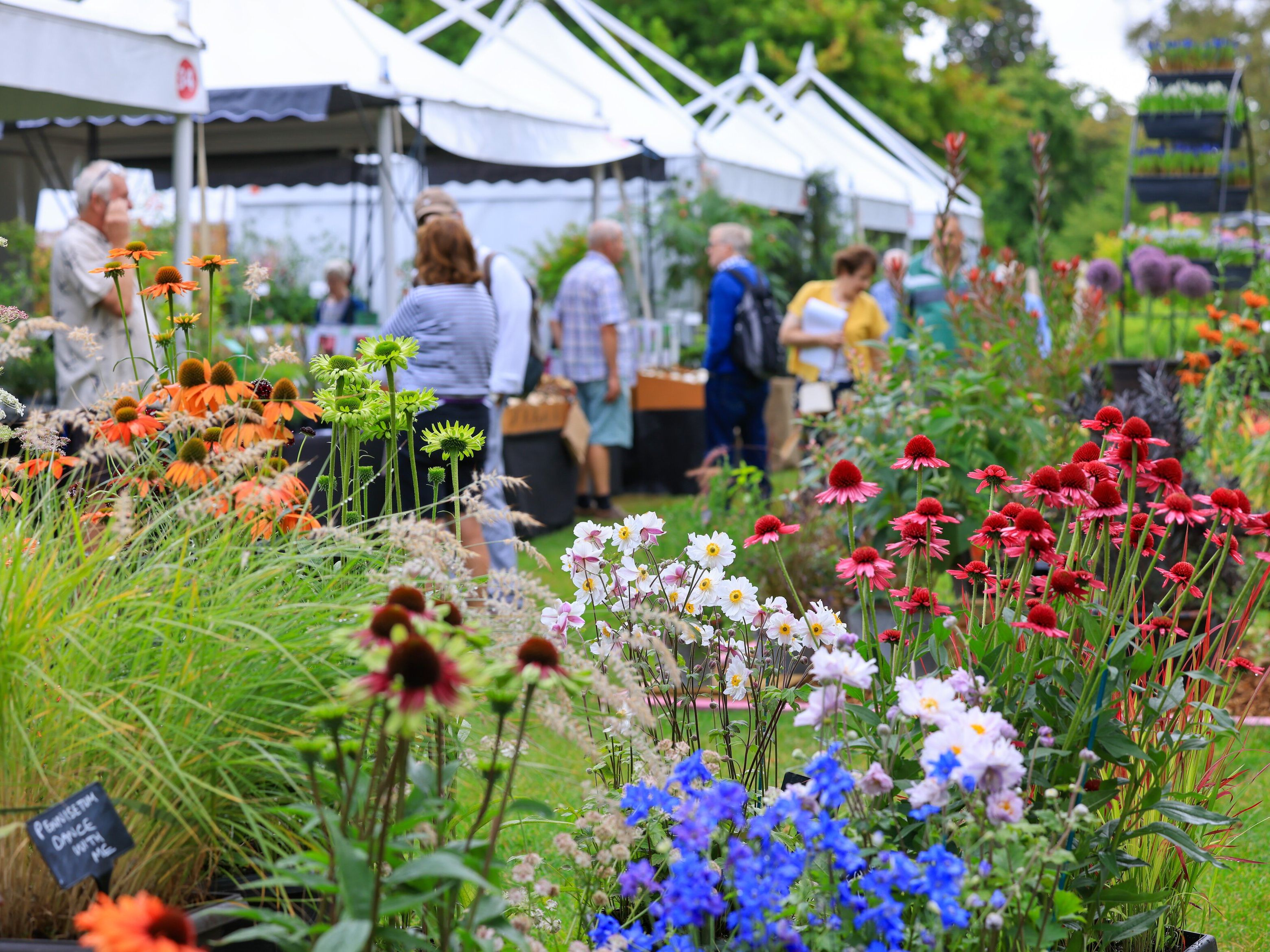 RHS Garden Rosemoor Flower Show