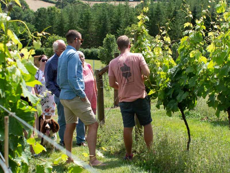Alder Vineyard small group touring the vines