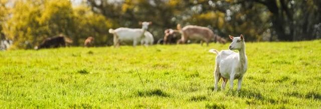 smallacombe organics goats in a field