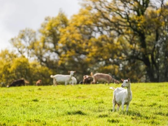 smallacombe organics goats in a field