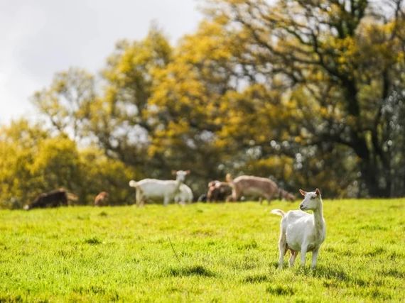 smallacombe organics goats in a field