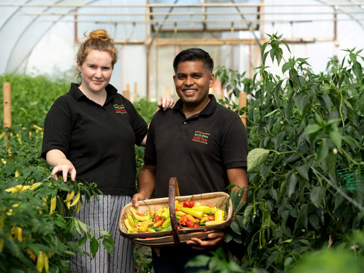 Two staff members holding a basket of mixed chillies in a greenhouse at South Devon Chilli Farm