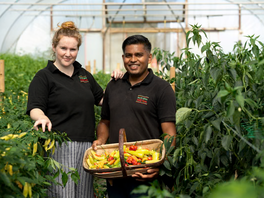 Two staff members holding a basket of mixed chillies in a greenhouse at South Devon Chilli Farm