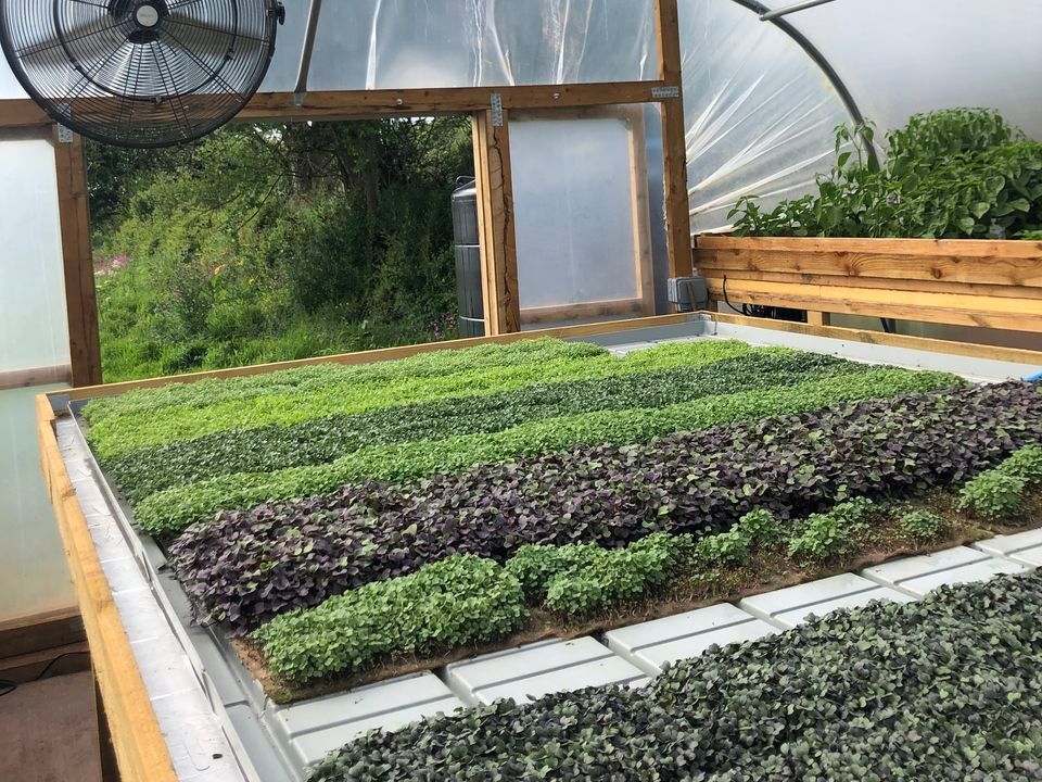 Devon Microgreens polytunnel with a table of different microgreens growing