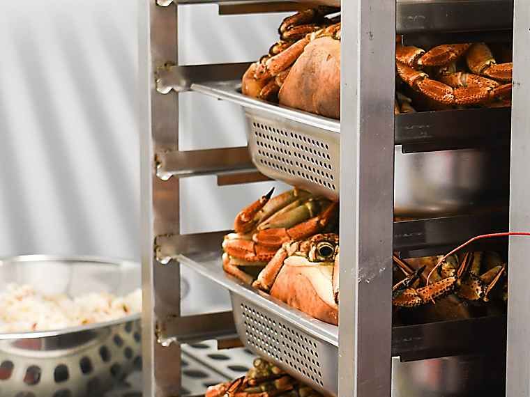 Salcombe crab shed metal shelves of crabs and a bowl of picked crab meat