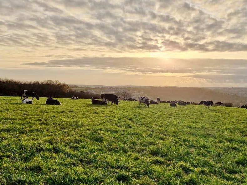 Green field at sunset with Porsham Farm cows in the middle distance