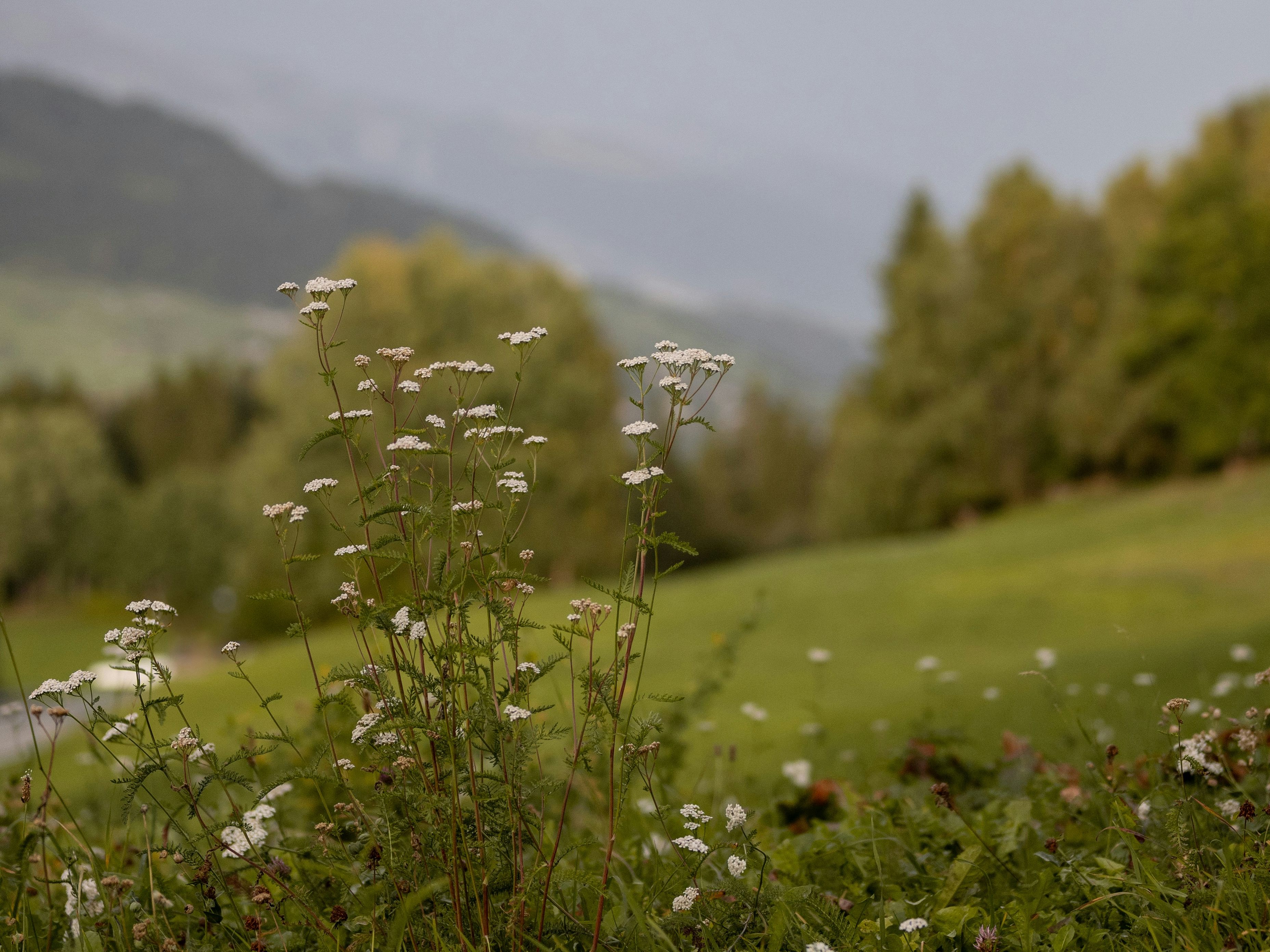 melanie-weidmann-1A1aQOpHc0s-unsplash