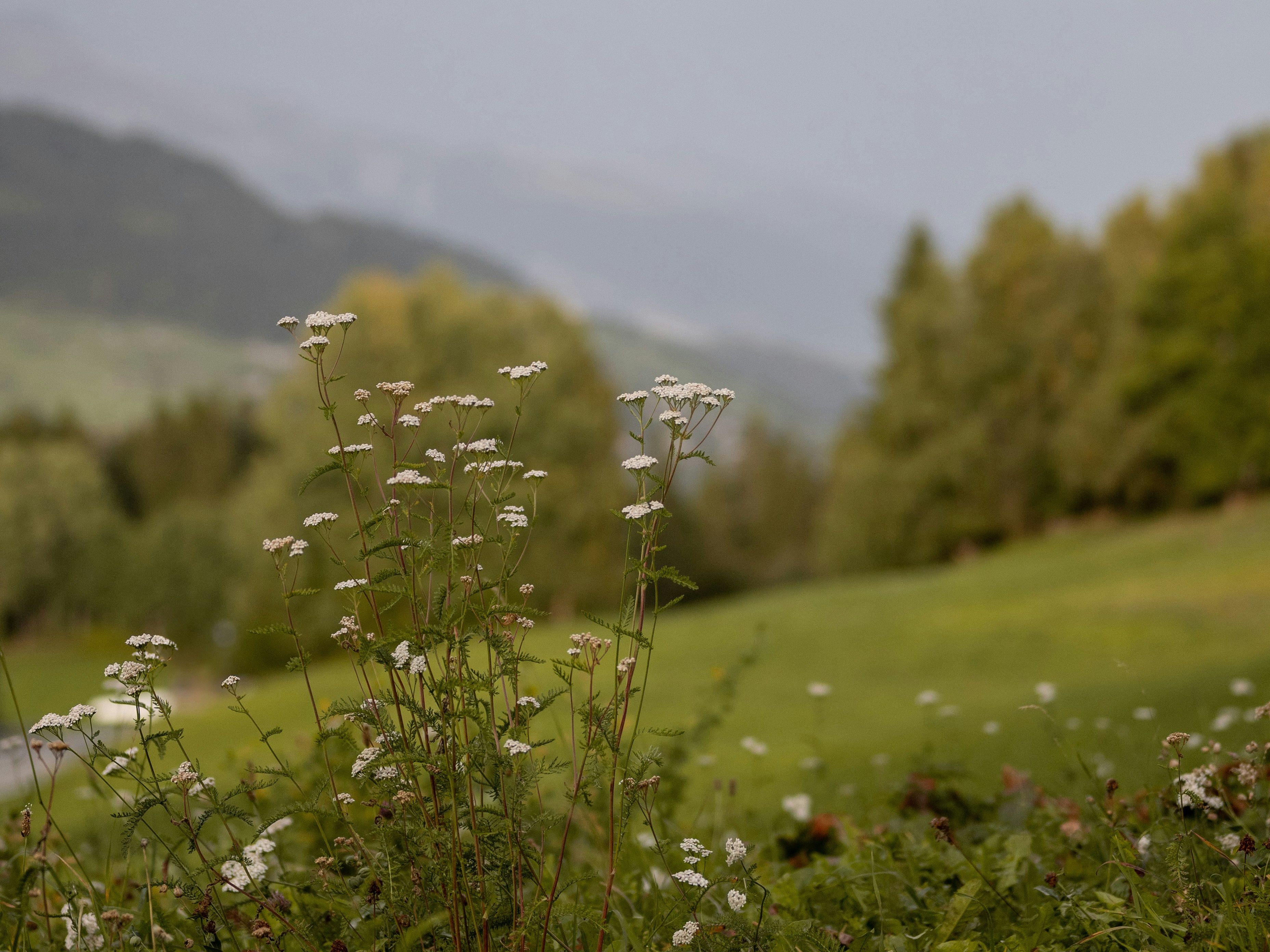 melanie-weidmann-1A1aQOpHc0s-unsplash