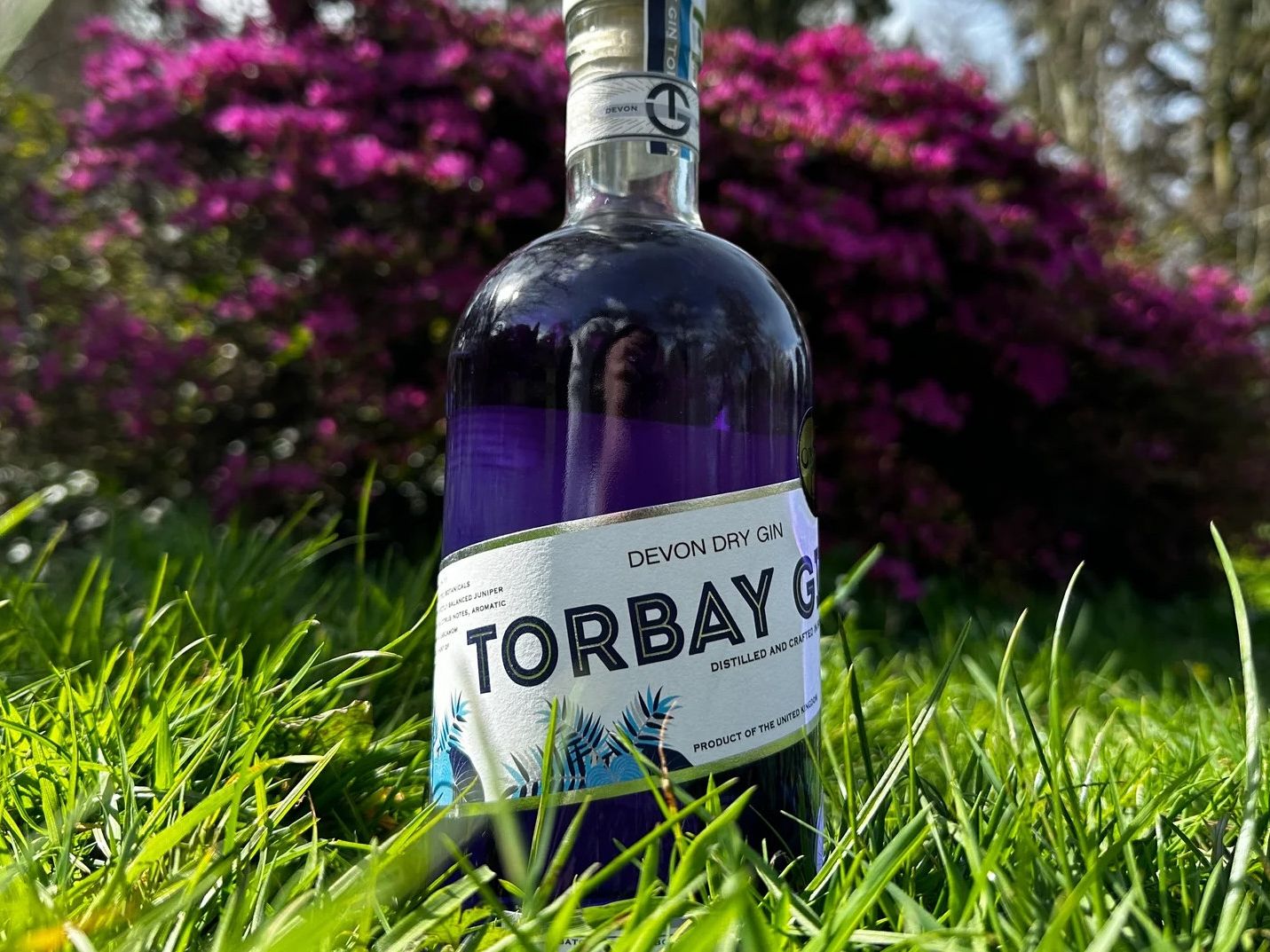 Torbay Gin bottle of blue coloured gin sitting on a grassy backdrop
