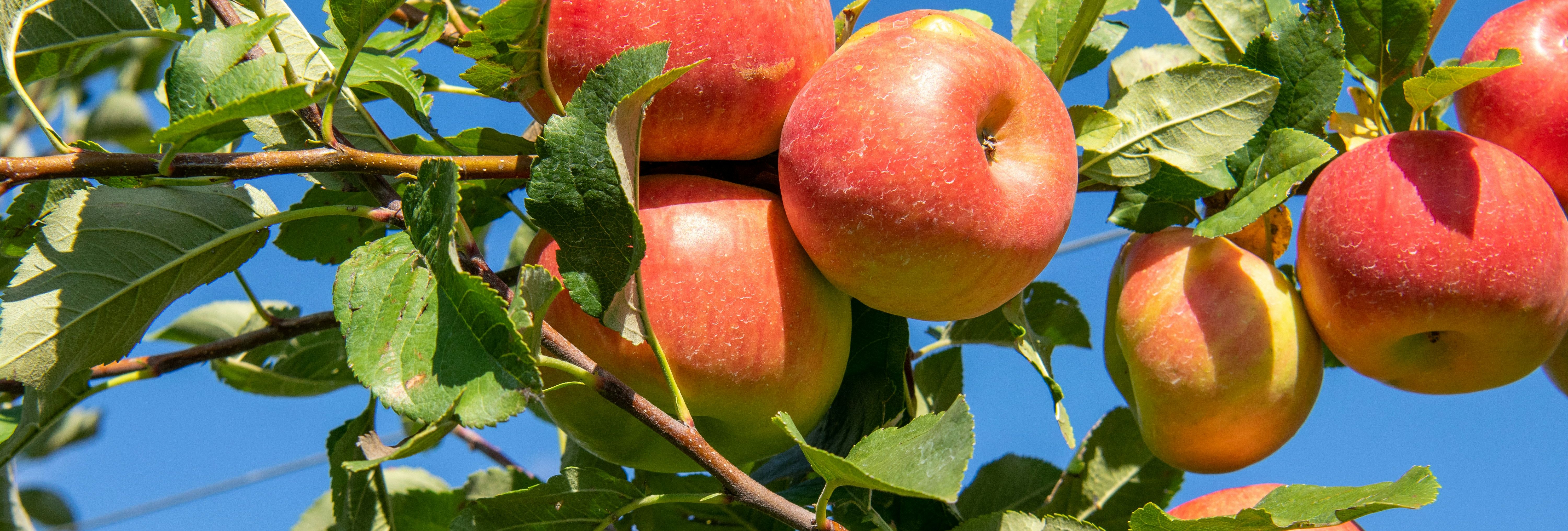APPLES kelsey-todd-ENcI37ufNSM-unsplash