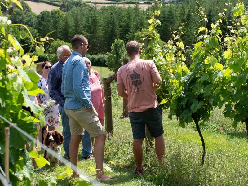 Alder Vineyard
