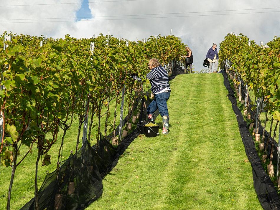 Owner of Venn Valley Vineyard tending the vines