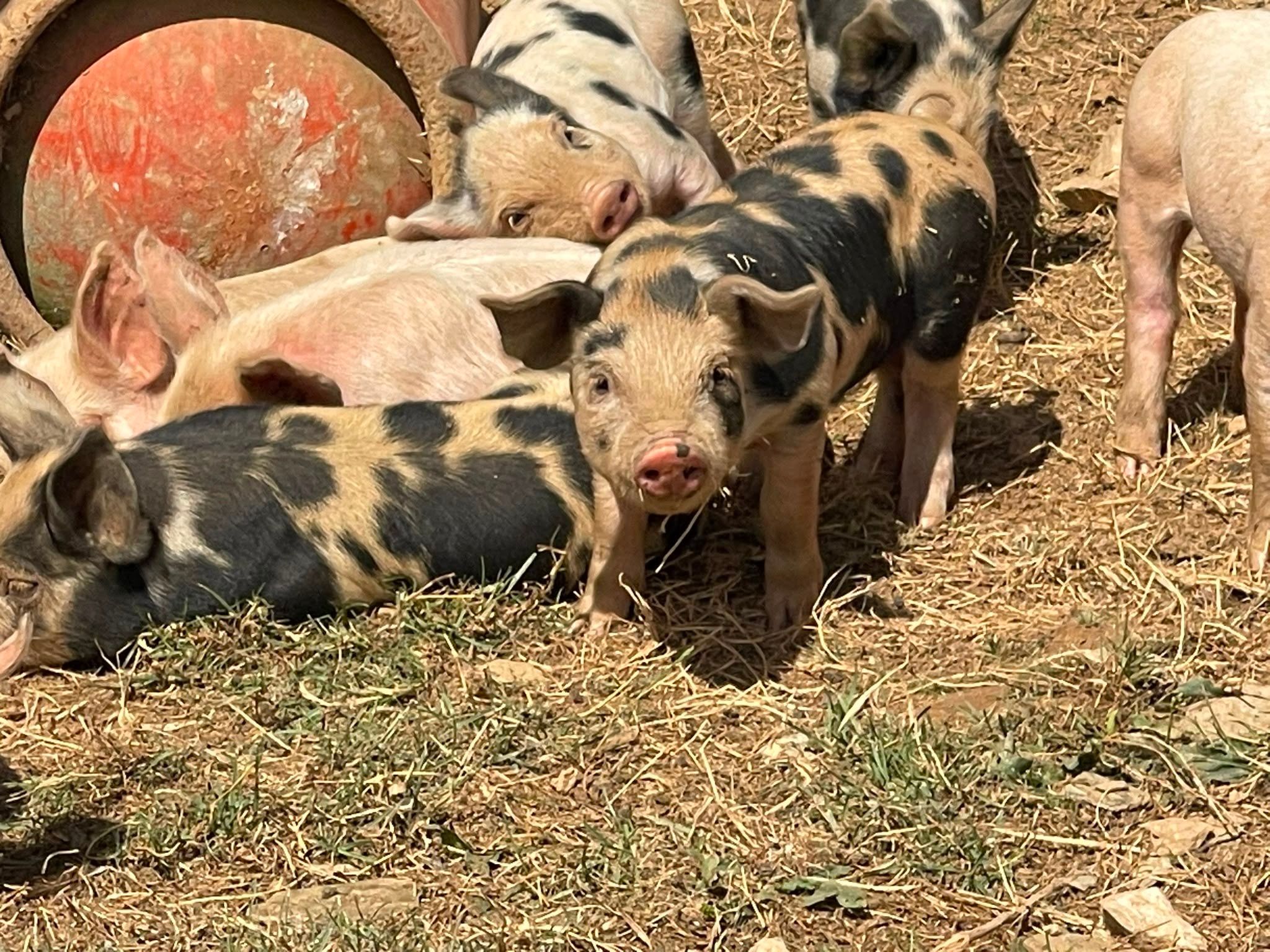 Ticklemore Cheese Dairy Ben Harris pigs