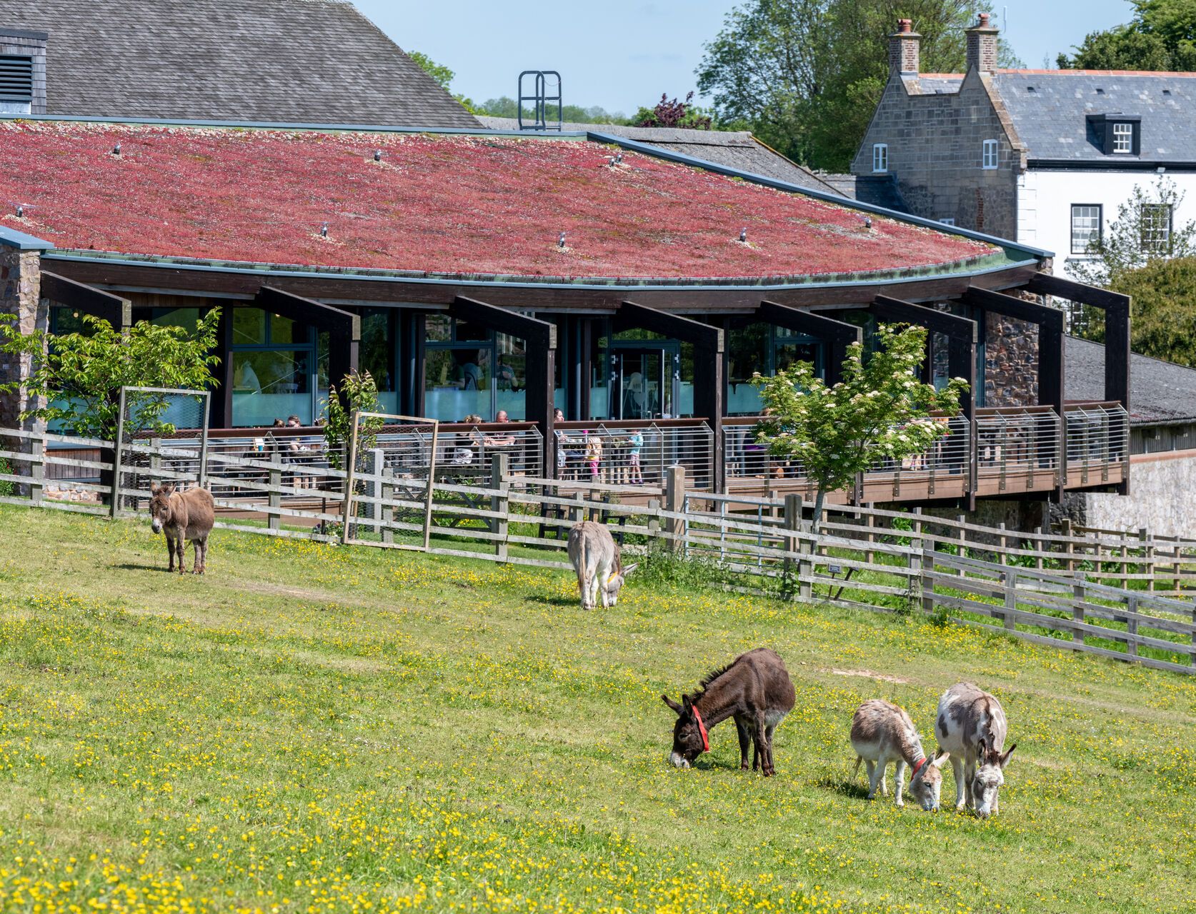 Donkey Sanctuary The Kitchen