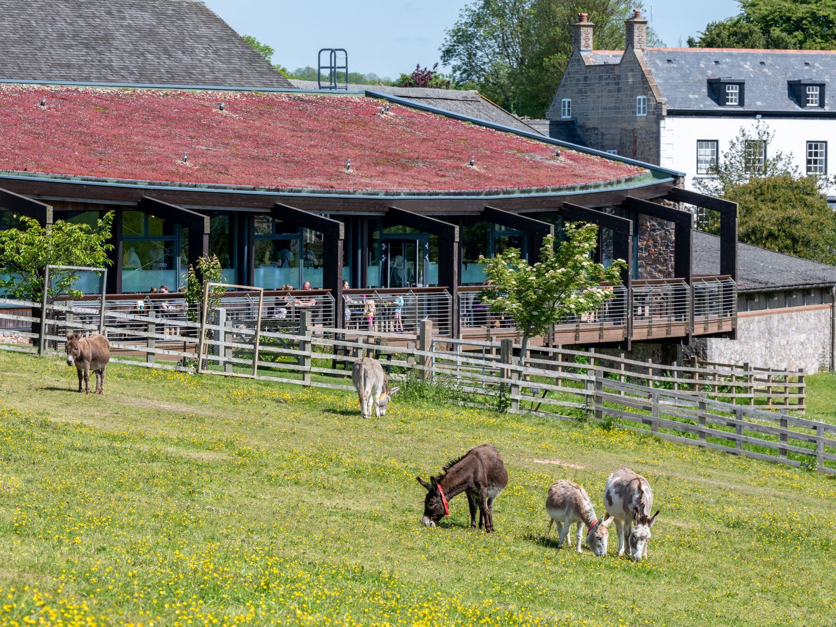 Donkey Sanctuary The Kitchen